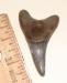 Oligocene Parotodus benedeni shark tooth
